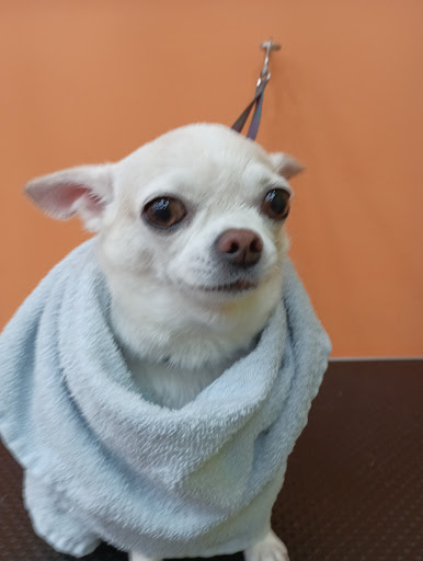 19718 escuela y peluqueria canina reyes 4