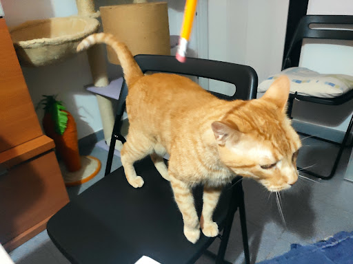 24445 king doner kebab pizza macarena 1