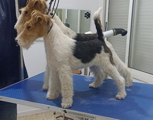 30549 peluqueria canina el sevillano