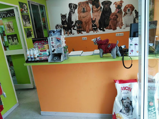 30564 peluqueria canina reyes 1