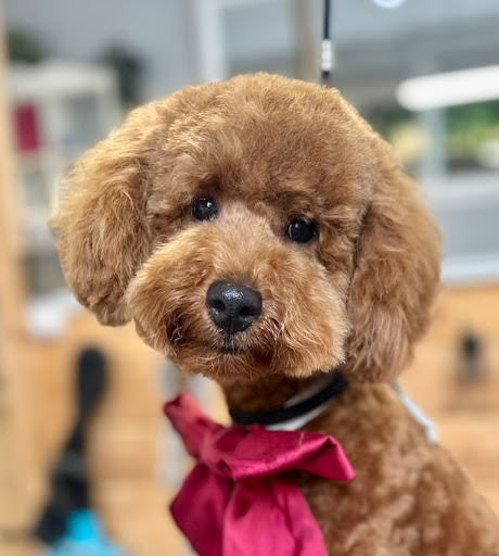 30570 peluqueria canina. lidia ortiz 1