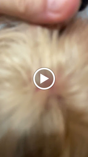 31612 pet dog grooming nervion 1