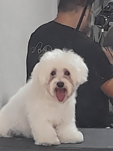 32831 rastas coes peluqueria y estetica canina 1