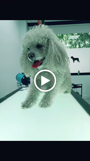 39320 traviesos peluqueria canina articulos para mascotas 1