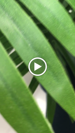 6412 alexandra toro nails 1