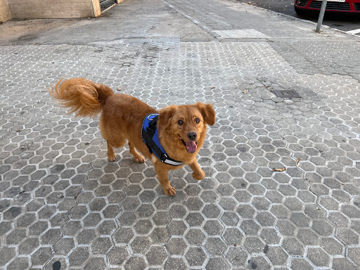 14810 canino divino 1