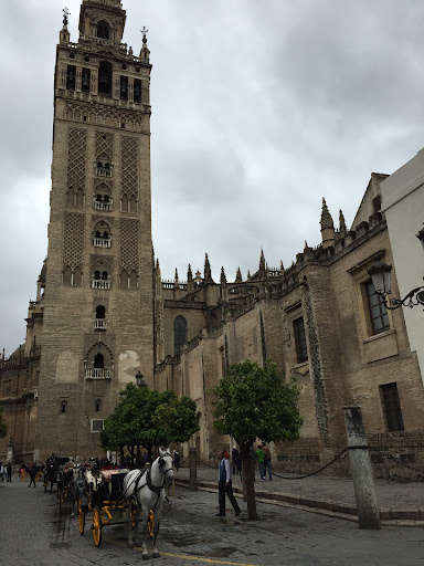 26491 limonero bar 1