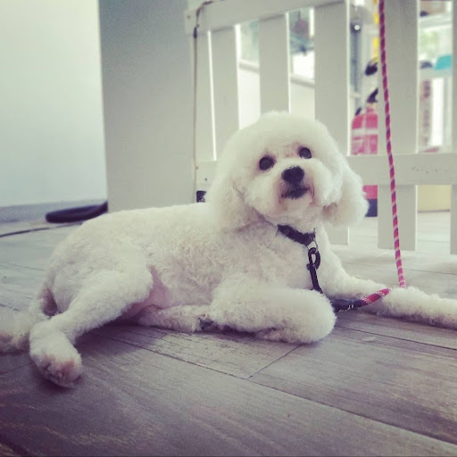 30555 peluqueria canina guau vaya pelos 1