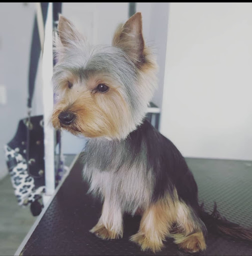 30555 peluqueria canina guau vaya pelos 2