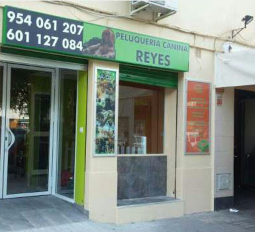 30564 peluqueria canina reyes 2
