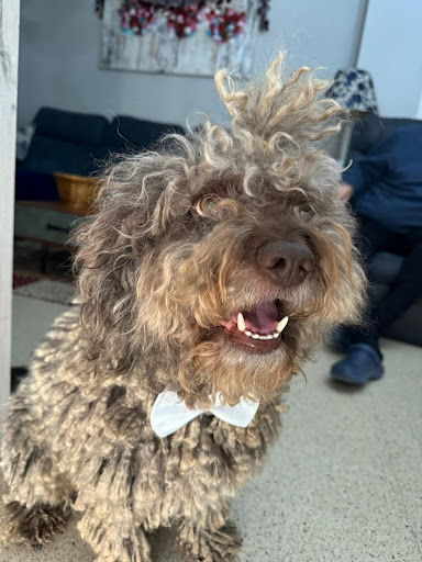 32831 rastas coes peluqueria y estetica canina