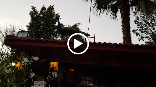 34816 restaurante real venta de pilin 1