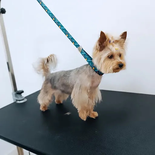 39320 traviesos peluqueria canina articulos para mascotas 2