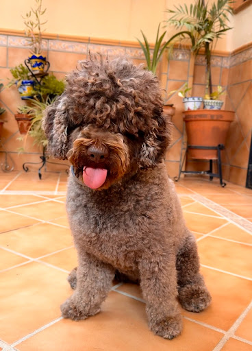 6391 alejandra jimenez peluqueria canina 1